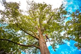 Reliable Wallenpaupack Lake Estates, PA Tree Services Solutions